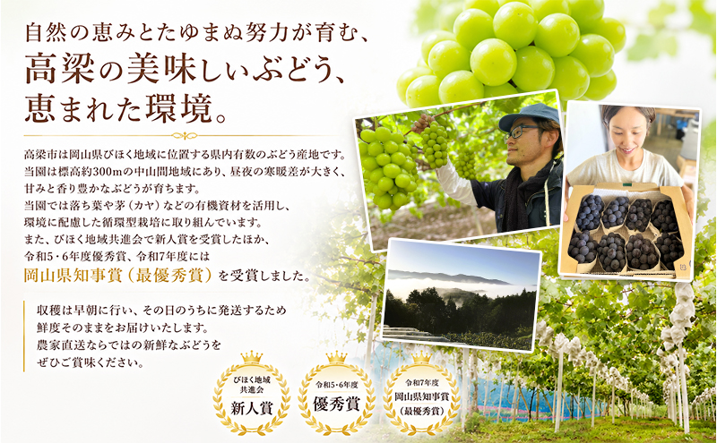2回定期便 贈答用 シャインマスカット約2kg(3-4房)×ニューピオーネ約