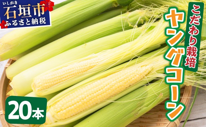 先行予約2025年12月-2026年4月】 1番遅くて1番早い！？ 朝採れ