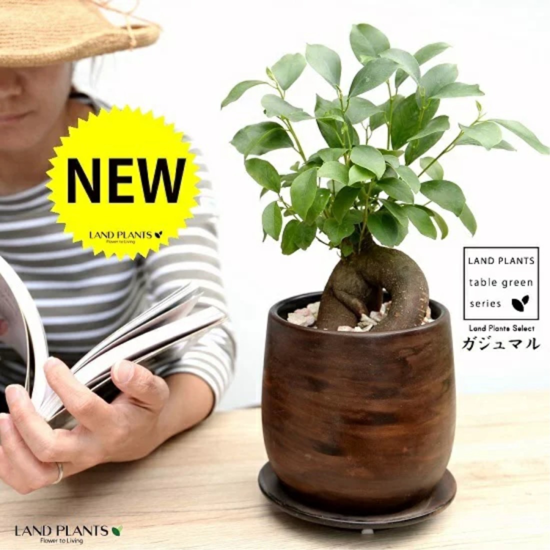 幹極太　多幸の木　ガジュマル　天然苔仕立て　陶器鉢　植え込み発送 オリジナル鉢】 ガジュマル（幹太） ウッド風 ペイント陶器鉢 Sサイズ