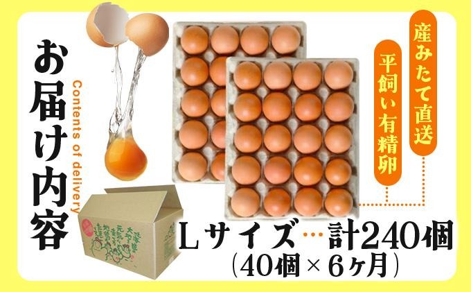 北海道産 6ヵ月連続お届け たまごの心 40個 Lサイズ 太陽の園 の平飼