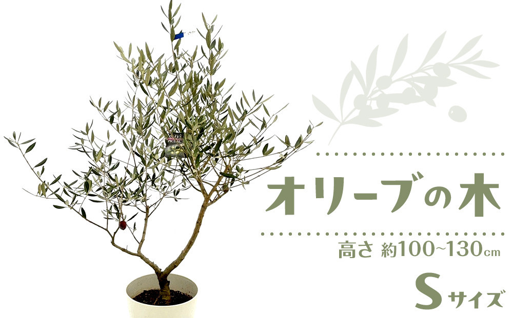 引取り限定　オリーブの木 NH X N/OH . PLANT-1~7 // APR.29 // ⁡ 樹齢約200年の古木オリーブを