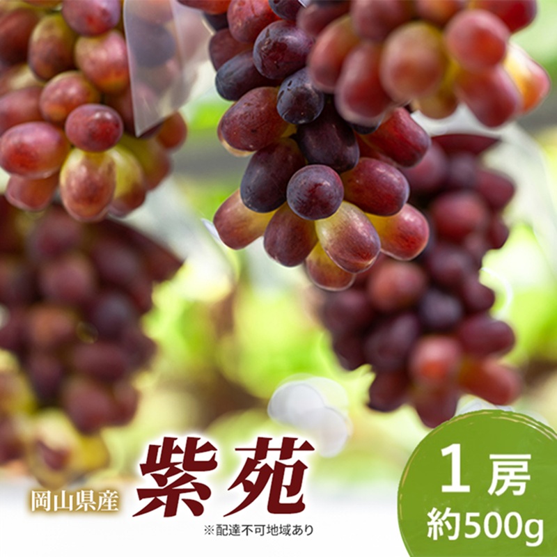 岡山県産 紫苑 1房(約500g) 果物 フルーツ ぶどう ブドウ 葡萄 国産