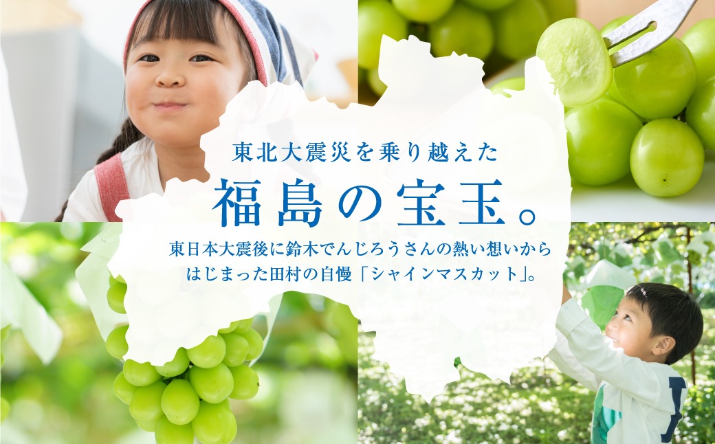 先行予約 2026年発送分】シャインマスカット 1.3kg 2房 10月発送 冷蔵