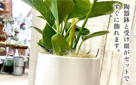 フィロデンドロン バーキン 陶器鉢込み 観葉植物 インテリアグリーン グリーンとホワイトのコントラストが美しい『 フィロデンドロン