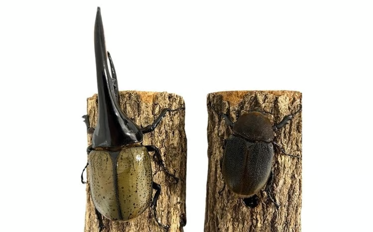③ ♂146mm!! ヘラクレスオオカブト 成虫 ペア/オス メス 雌雄/ヘラクレス オオカブト カブト ③ ヘラクレスオオカブト 成虫ペア オス（150mm台）メス（60mm以上