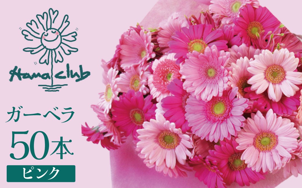 ラッピング付】生花 ピンクガーベラ の花束 50本 日付指定可能 ギフト