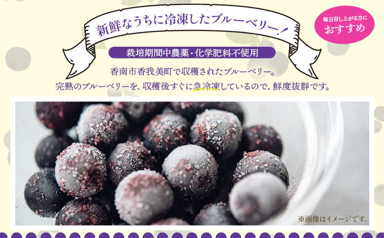 完熟 冷凍ブルーベリー 約1kg(200g×5袋) - フルーツ 果物 くだもの