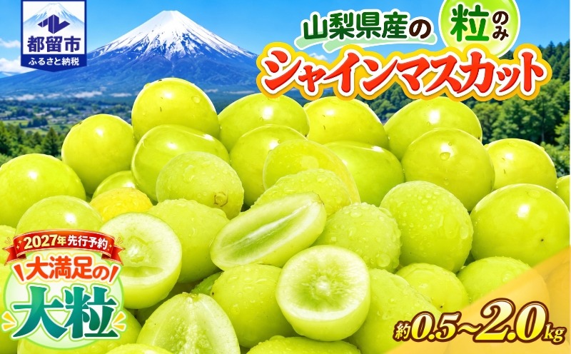 2027年先行予約 山梨県産シャインマスカット 粒 選べる4容量 約500g・約1.3kg・約1.5kg・約2.0kg