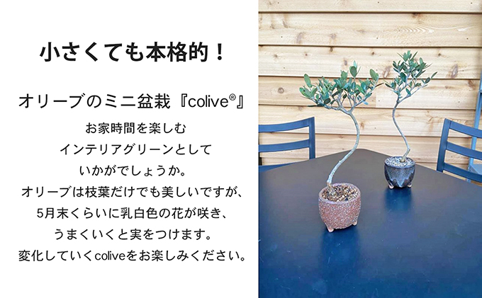 小豆島 】オリーブのミニ盆栽 olive（ コリーブ ） 植物 観葉植物