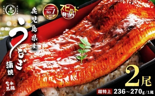 10営業日以内に発送】【数量限定】鹿児島県産うなぎ蒲焼 名水慈鰻 超特