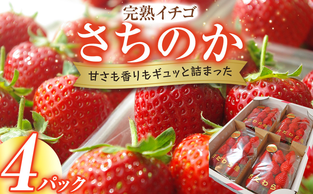 期間限定・数量限定！】完熟イチゴ さちのか 希少いちご 神奈川県産 苺