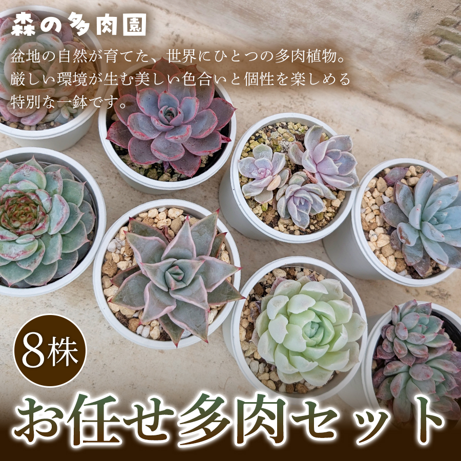 Top【選抜株】多肉植物 1434春星 ハルホシ 10個 鉢無し/脱土 Top【選抜