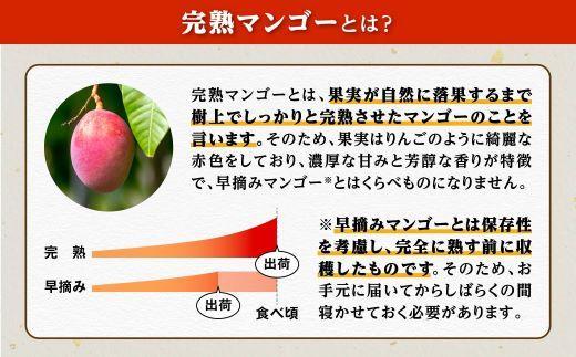 訳あり】 1.5kg 大崎完熟マンゴー「郷の恵（さとのめぐみ）」加工用