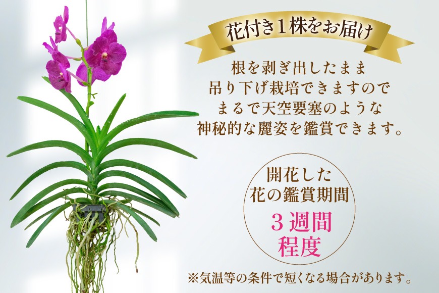 AI179 希少な花 心躍る「華やかな恋」の予感 翡翠蘭(バンダ)1株 花付き