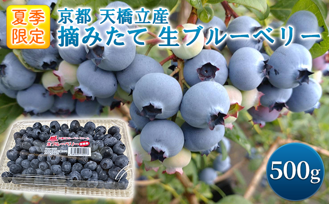 ふるさと納税】令和8年夏季予約販売 摘みたて 生ブルーベリー 500g
