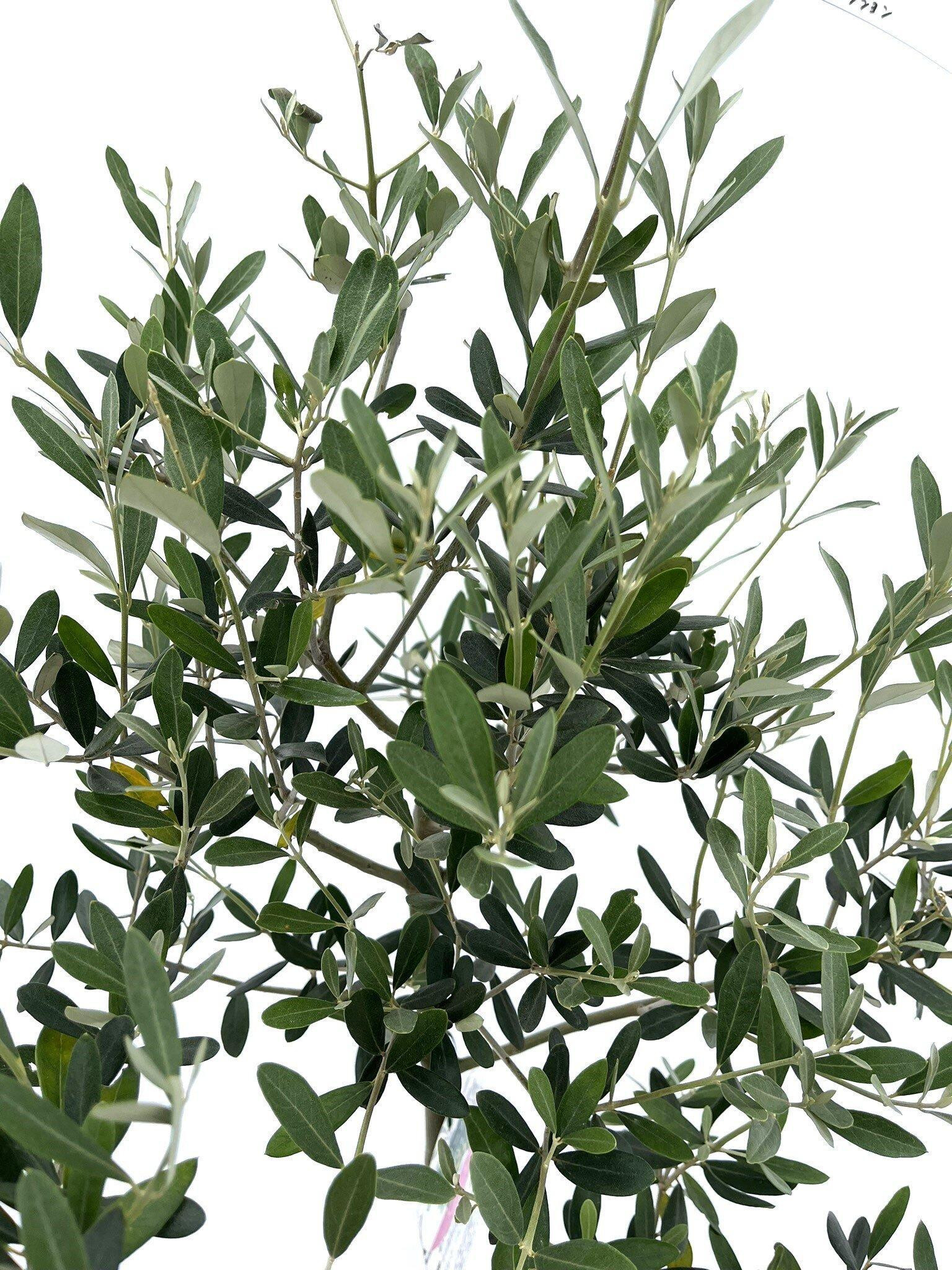 オリーブの木 個性あふれる１点もの　薄型　 大胆な姿に惚れ惚れ　約48cm オリーブの木 個性あふれる1点もの 薄型 大胆な姿に惚れ惚れ 約48cm