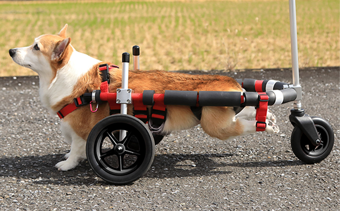 中型犬用三輪車椅子（背丈33～65cm 体重22キロ以下） 【!寄附前に事業