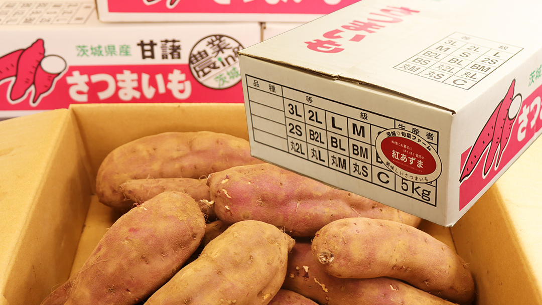 さつまいも 【 選べる品種 】 5kg / 10kg ( 箱込 ) サツマイモ