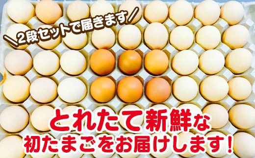 卵 B1807極上ひまわりたまご（40個程度）※破卵補償10個含 卵 鶏卵