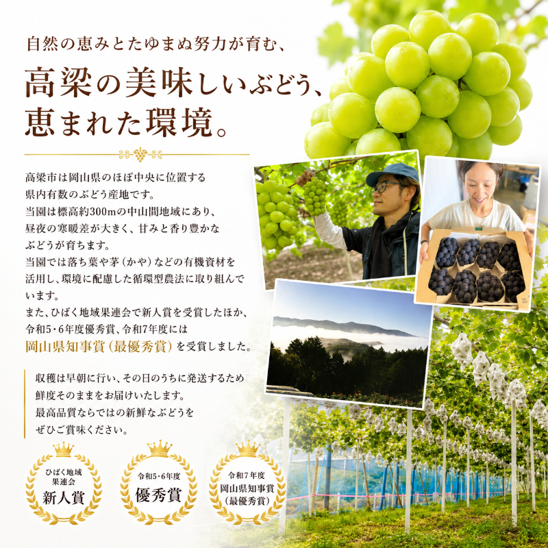 訳あり ぶどう 瀬戸ジャイアンツ 約2kg 3～5房 高梁市産 2027年 先行