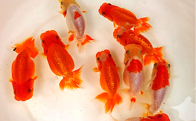 金魚の王様らんちゅう 金魚の王様【らんちゅう】（鑑賞・練習用） 生き物 （香川県東かがわ市