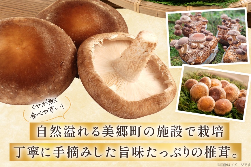 生しいたけ セット 約300g× 2袋 約150g× 2袋 計4袋 約900g [杉本きのこ