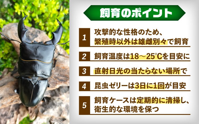 配送不可地域：北海道・沖縄・離島】スマトラオオヒラタクワガタ