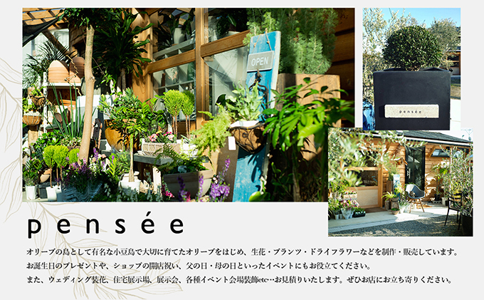 盆栽 ミニ盆栽 オリーブ コリーブ 3号陶器鉢 小豆島 colive オリーブの