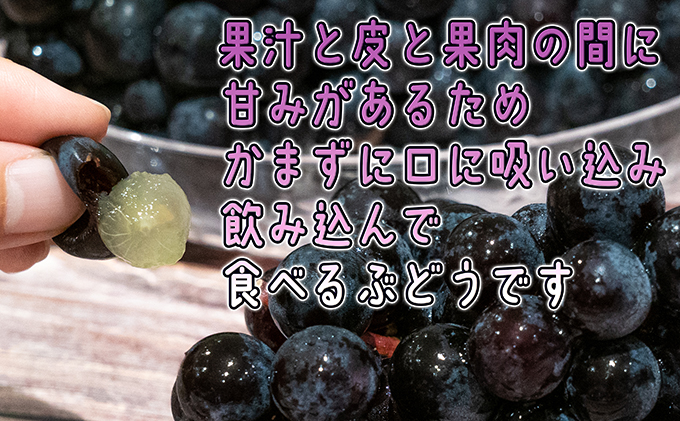 11～12月 津軽ぶどう村 特秀 スチューベン ぶどう 約 1.5kg 糖度18度