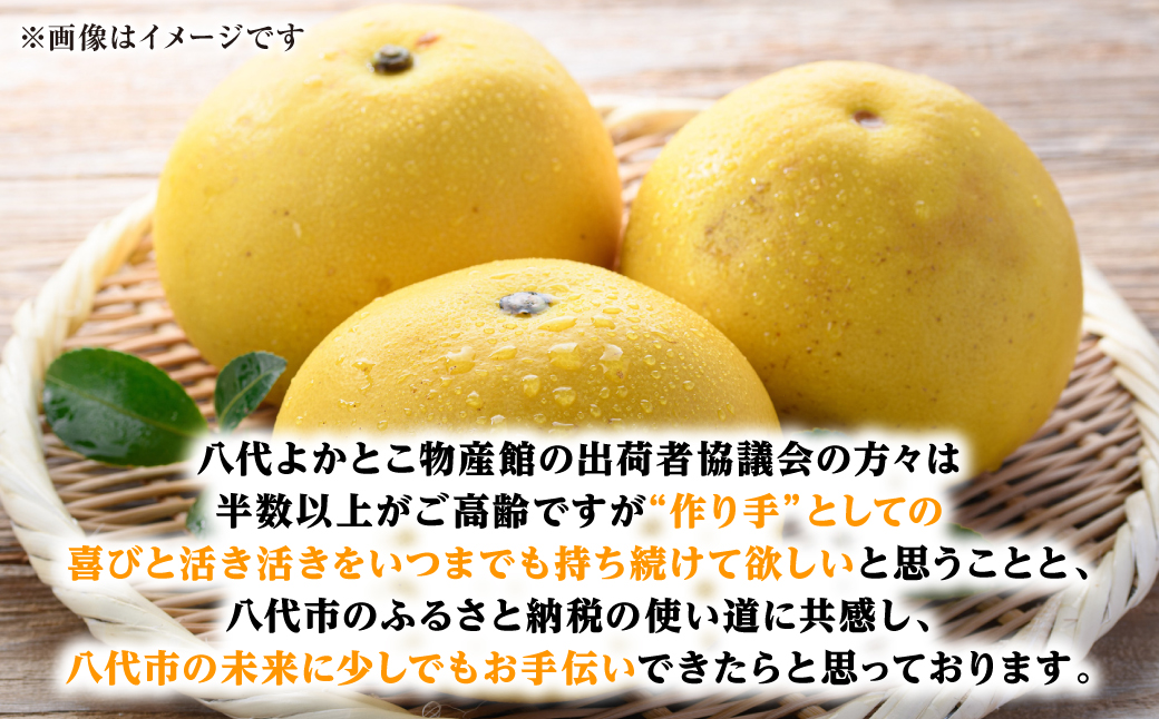 文旦　柑橘　92 土佐文旦 | みかん大事典 | みかんのことなら「のま果樹園