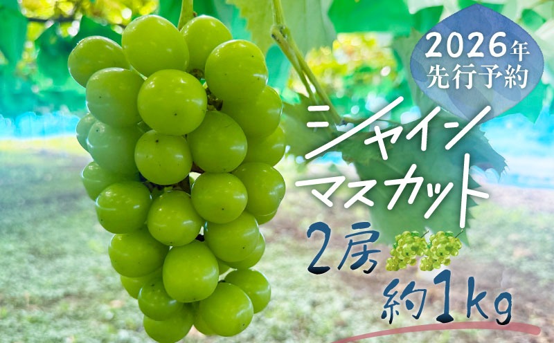 2026年先行予約】山梨県産 シャインマスカット 2房（約1.0kg）｜大粒