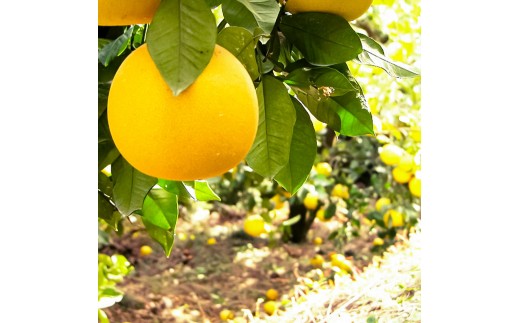 先行予約】楠瀬さんの土佐文旦 家庭用 約4kg M～Lサイズ 9～13玉〈2027
