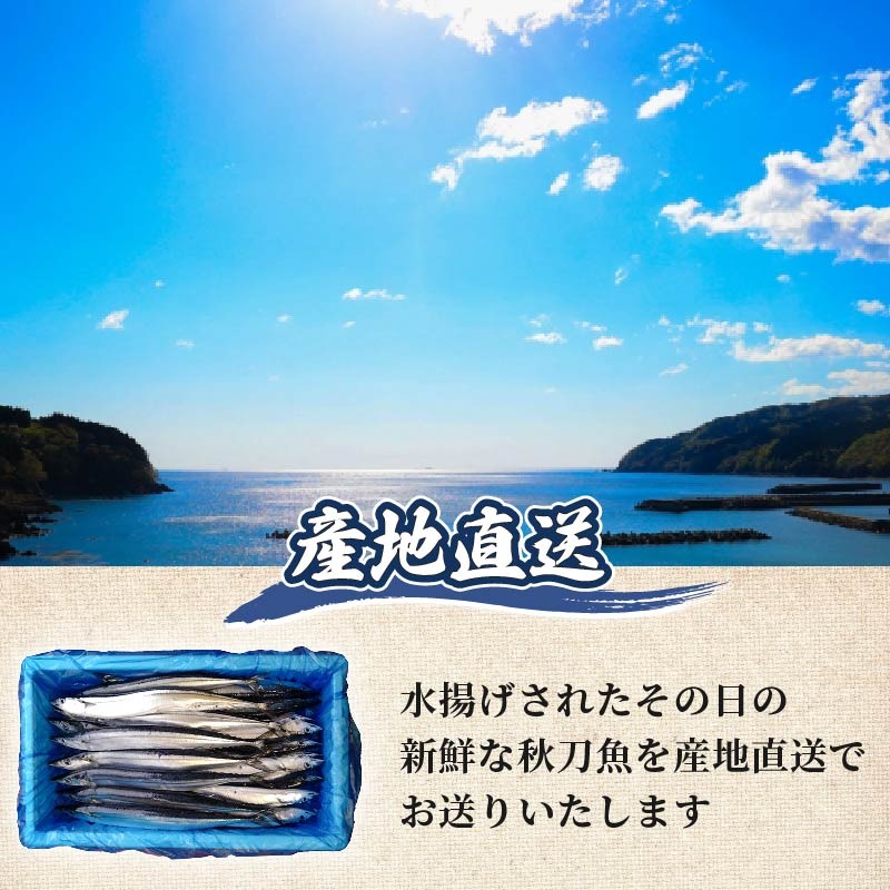 なまさんま 2025年先行予約】訳あり 鮮さんま 約2kg 冷蔵 さんま サンマ