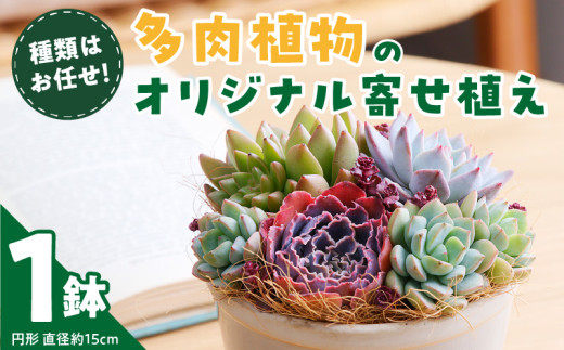 佳花園】多肉植物のオリジナル寄せ植え［156K04］（愛知県小牧市