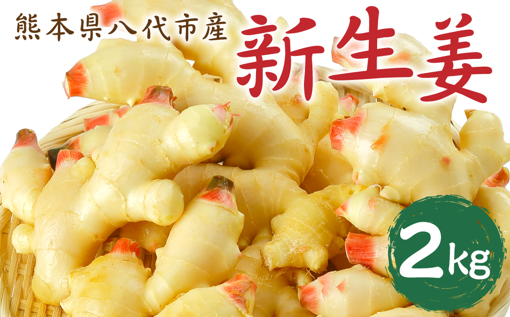 熊本県八代市産 新生姜2kg 季節限定 しょうが ショウガ ガリ