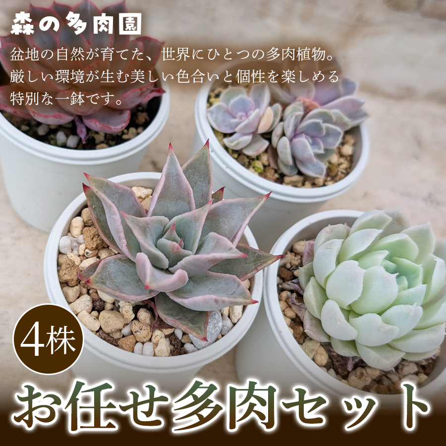 今期販売終了！多肉植物セット 初めての方にも育てやすい】色づきの美しい多肉植物お任せ多肉セット
