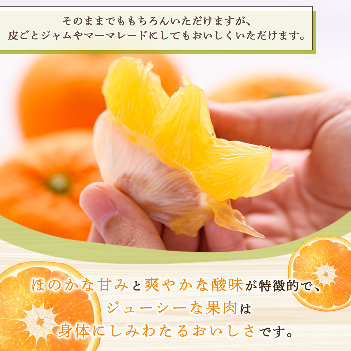 先行予約受付中！2027年2月上旬以降順次発送予定＞ 訳あり！紅甘夏 (約