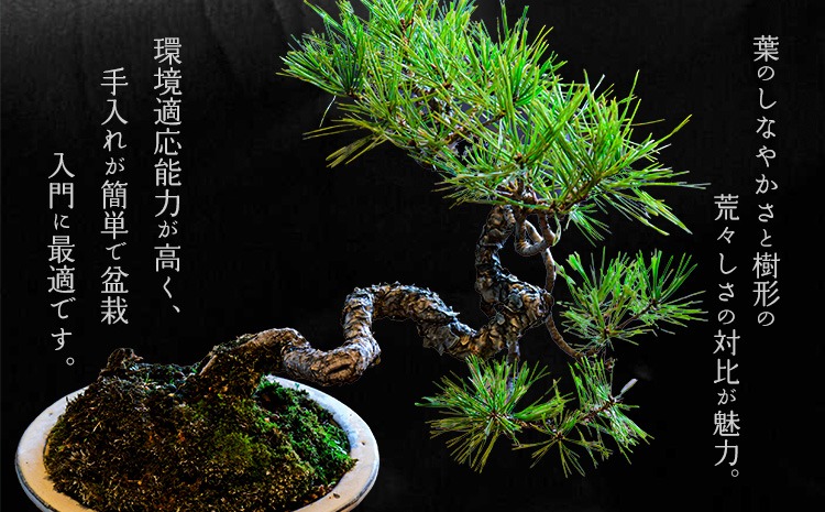 赤松盆栽 期間限定 Amazon.co.jp: 栽培セット The BONSAI 赤松【盆栽栽培キット/1個