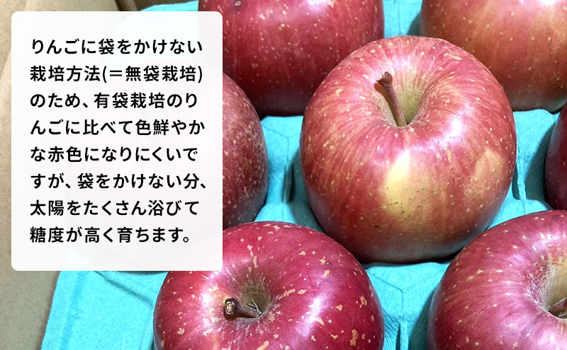 農家直送 数量限定 】 11～12月発送 家庭用 サンふじ 約 10kg 【 訳