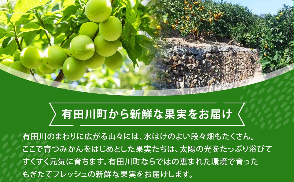 青梅 8kg 訳あり 紀州南高梅 シロップ・梅酒・梅干し用等 和歌山県有田 
