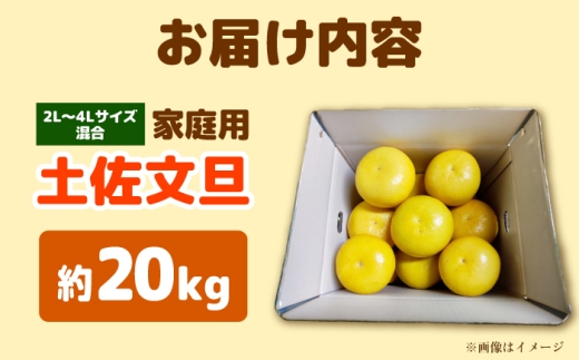 先行予約】土佐文旦家庭用 約20kg 2L-4Lサイズ混合＜2027年1月中旬から