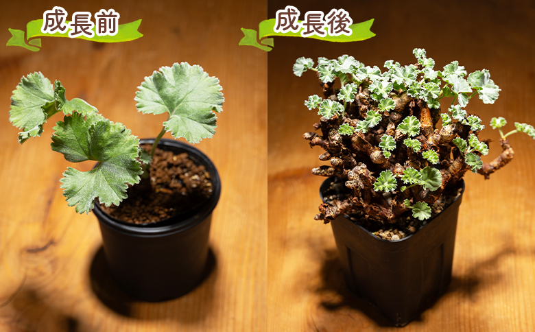 ペラルゴニウム ミラビレ 多肉植物 塊根植物 塊根植物 ミラビレ ペラルゴニウム - 植物 実生苗 インテリア