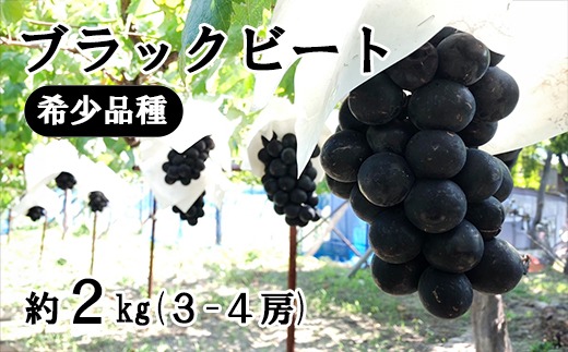 2026年発送分】希少品種「ブラックビート」3～4房（約2kg）種なし 種