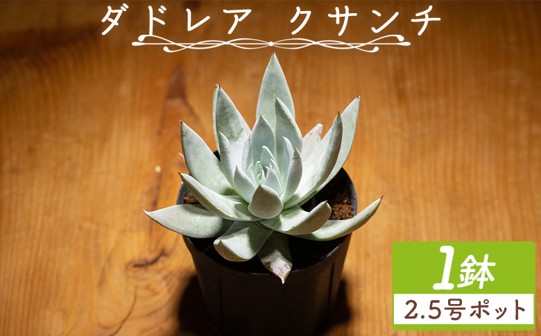 クサンチ ダドレア - 多肉植物 植物 ベンケイソウ科 分頭タイプ
