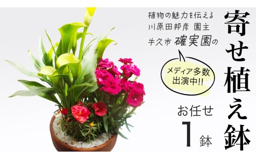 確実園 オリジナル 】 寄せ植え（おまかせ1点） ガーデニング 花 はな