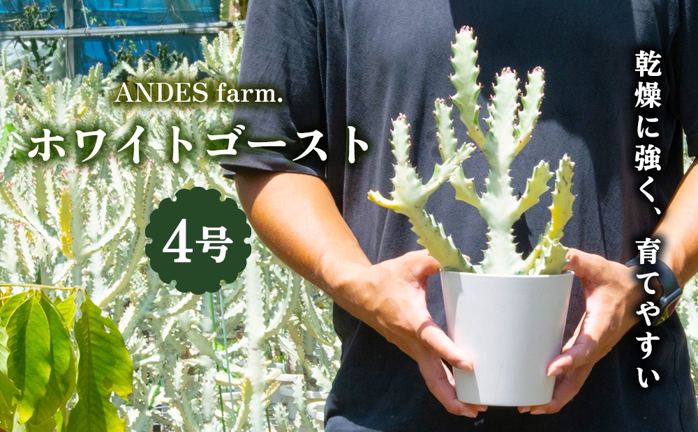 ANDES farm.】沖縄育ち 良型ホワイトゴースト ユーフォルビア ホワイト