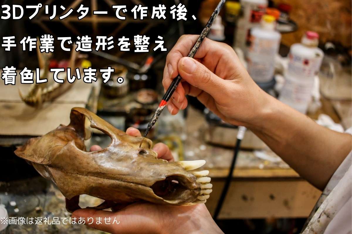 全身 骨格 レプリカ ヘルベンダー 原寸大 / 標本 コレクション