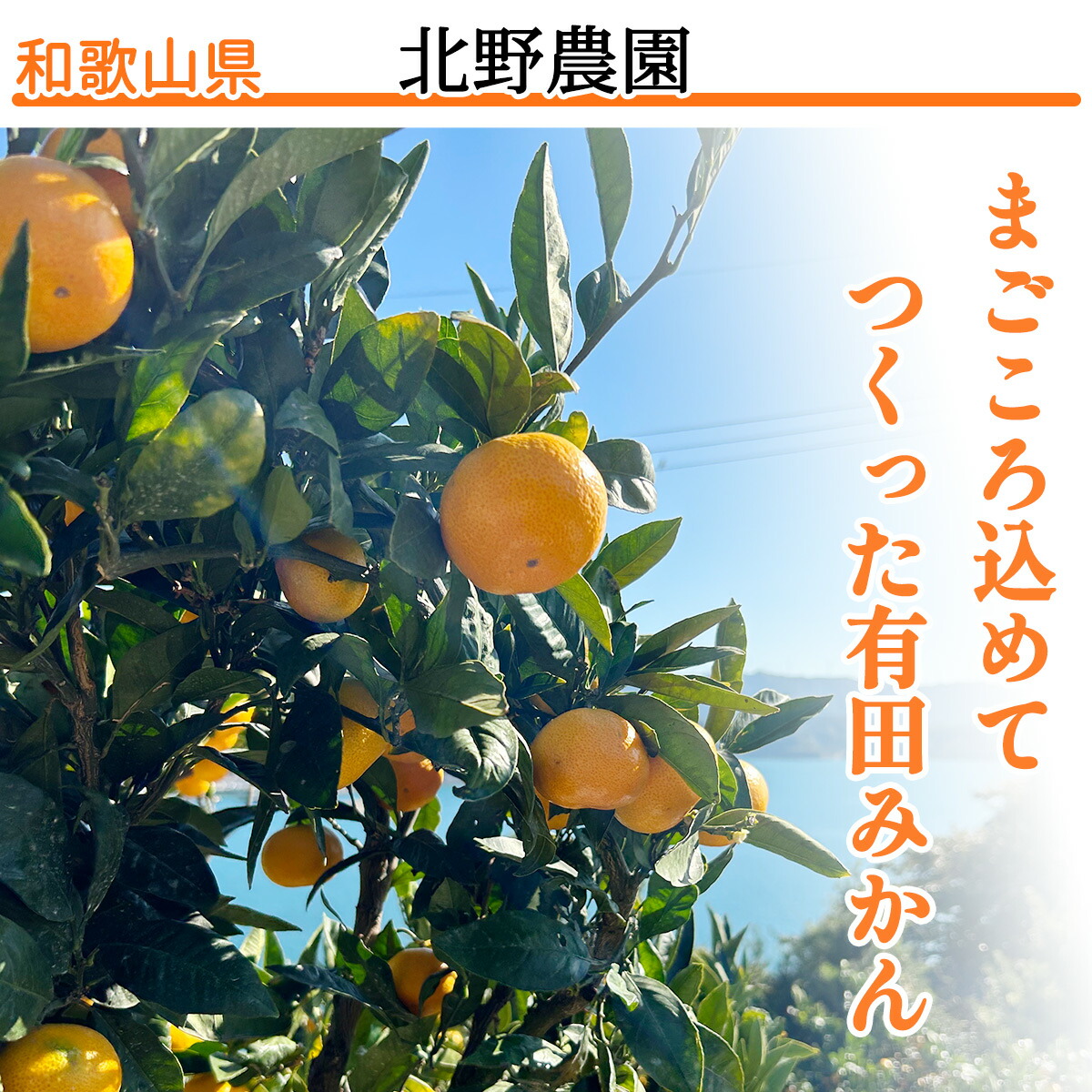 2026年先行予約】ご家庭用 有田みかん 和歌山 大玉(2L,3Lサイズ混合