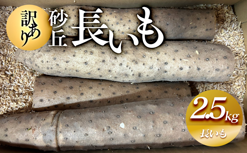 943.【訳あり】砂丘長いも2.5kg 長芋 ながいも 鳥取県産≪野菜 やさい