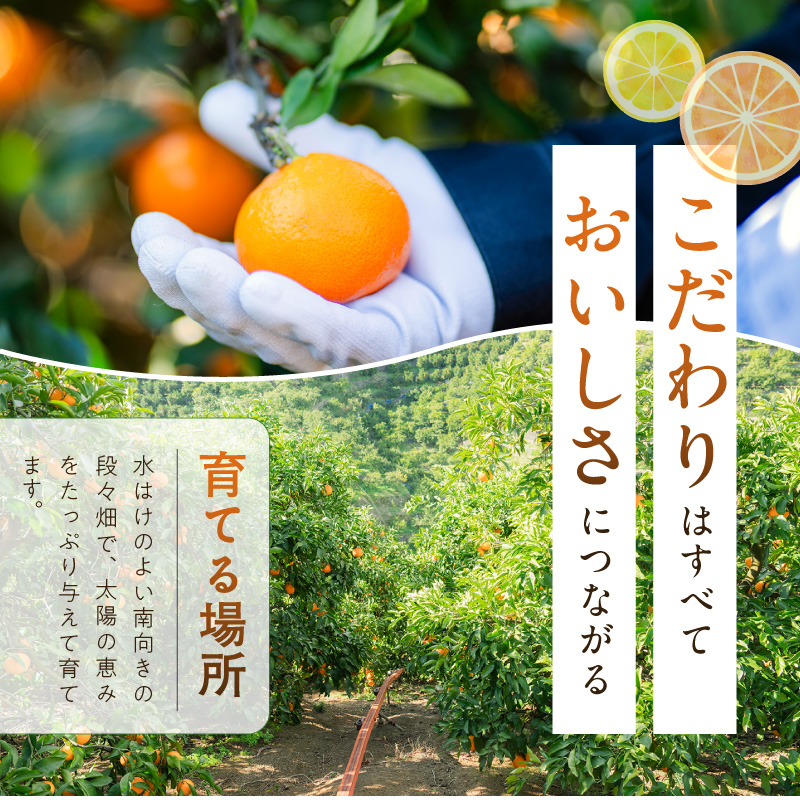 和歌山の有田みかん 化粧箱入り 約5kg Mサイズ 【まごころ手選別